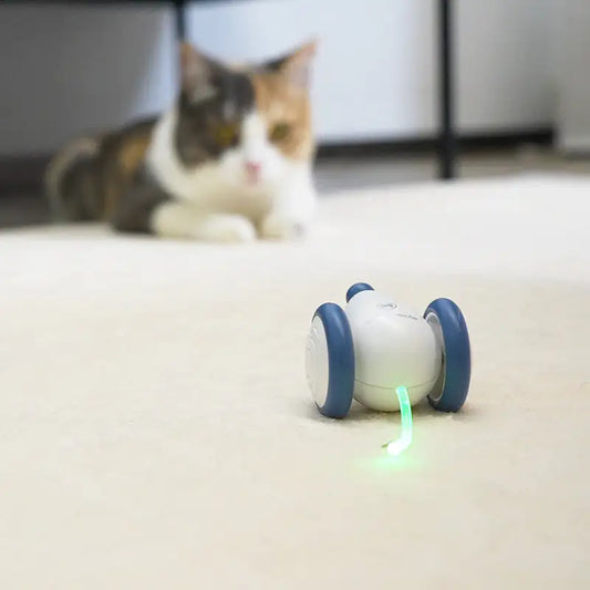 "RolCat" - POPULAARSEIM KASSIDE MÄNGUASI 2024 🌟🌟
